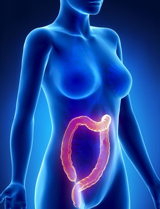 The cells of any of the many glands within the colon can mutate and lea to adenocarcinoma.