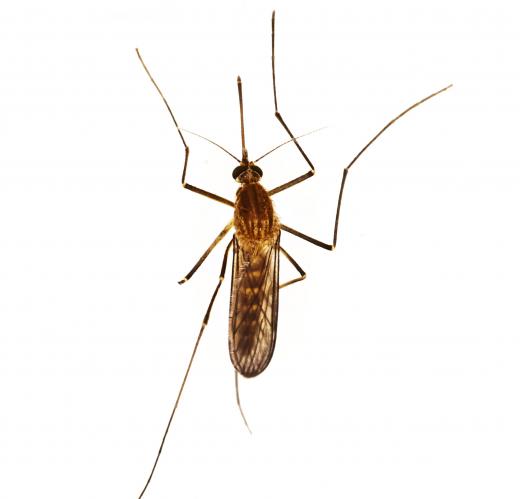 Eastern Equine encephalitis is typically transmitted by mosquitoes.