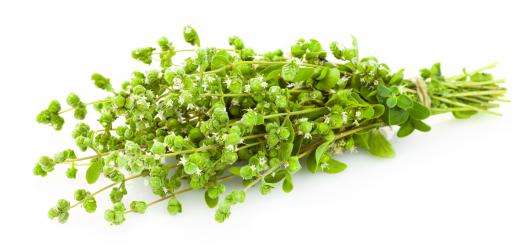 Oregano has natural anti-fungal properties.