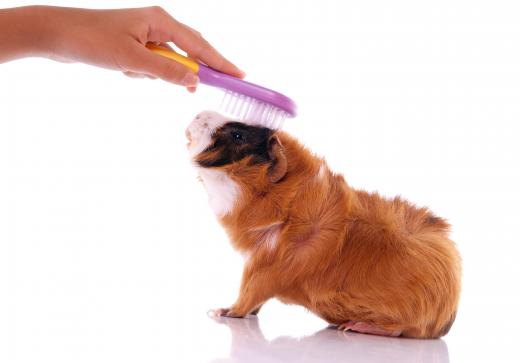 Though rare, guinea pigs can cause allergies.