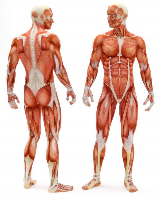 Arrector pili muscles are a type of smooth muscle.