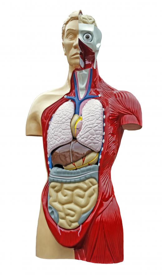 Human anatomy is the scientific study of human body structures.