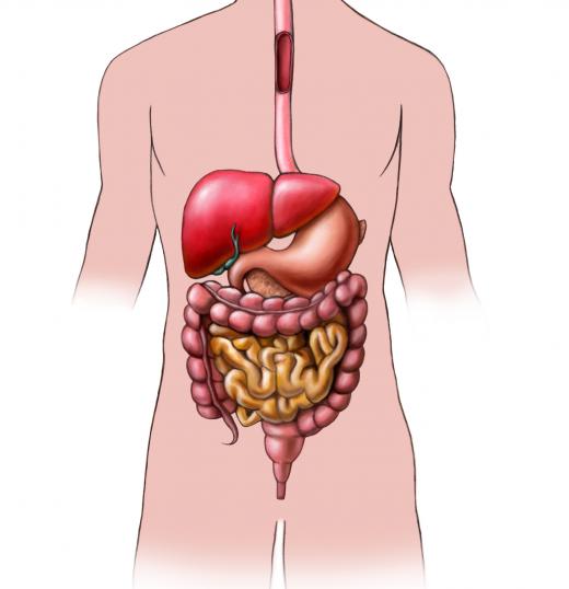 Internal human organs are also called viscera.