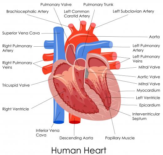 The QRS complex is a specific sequence of deflections seen on the printout of an ECG, representing the depolarization of the right and left ventricles of the heart.