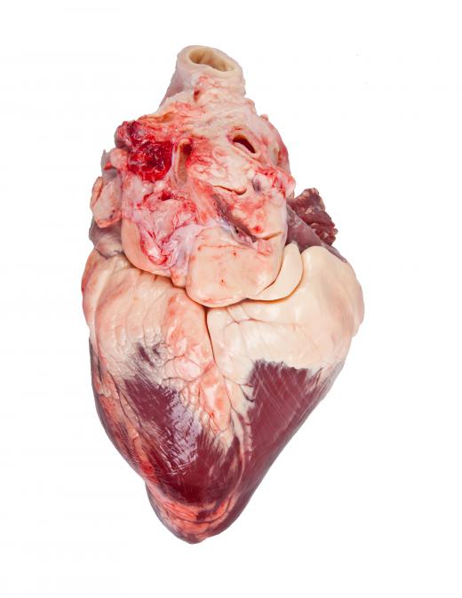 The precordium can be used for an external examination of the human heart.