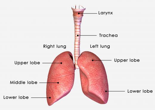 The purpose of a tracheal stent is to provide support for the trachea and the surrounding tissue.