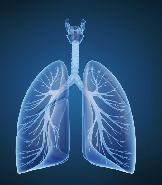 The respiratory system is lined by tissue called ciliated pseudostratified columnar epithelium.