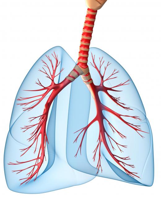 The human respiratory system, showing the trachea, bronchioles, and lungs.