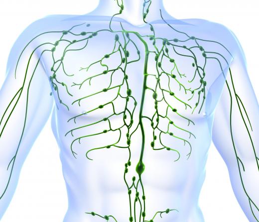 The lymphatic system, shown in green, is important for immunity.