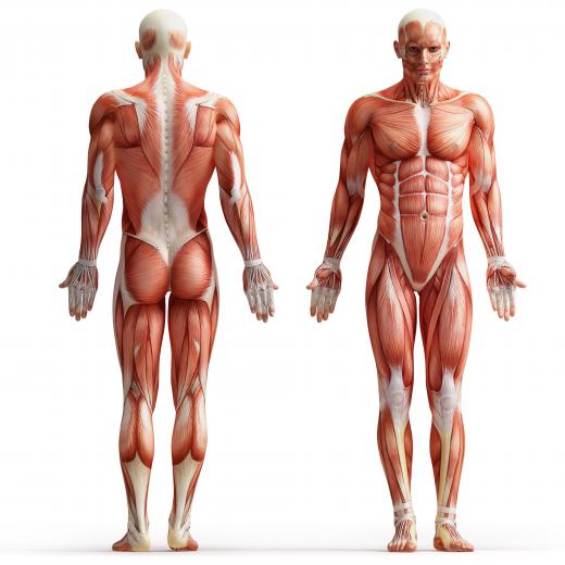 An illustration of the human muscular system.