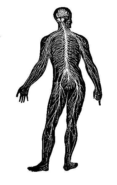 The human nervous system.