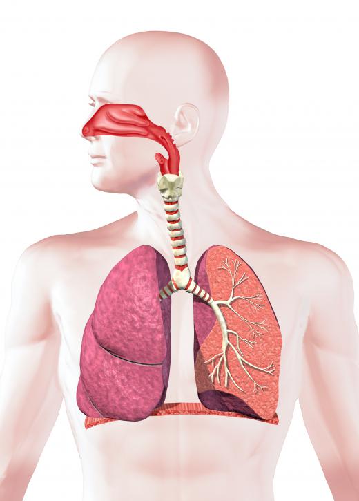 A human respiratory system.