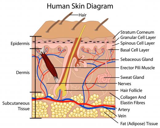 A diagram of the human skin, including merocrine sweat glands.