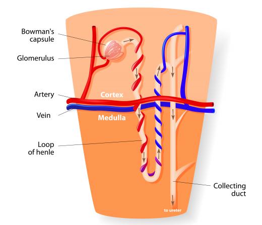 Glomeruli are located in nephrons, which are cup shaped structures inside the kidney.