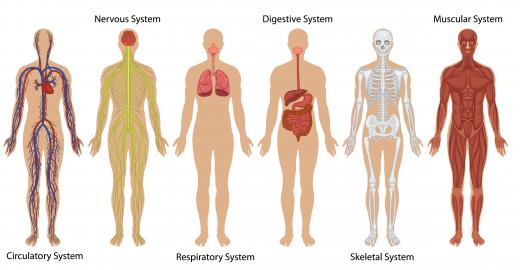 Human anatomy can be grouped by organ systems.