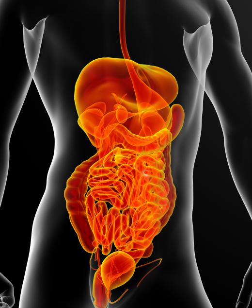 The gastrointestinal tract includes a person's esophagus, stomach, intestines and colon.