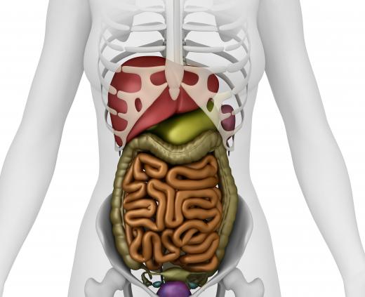 The jejunum makes up the longest part of the small intestine.