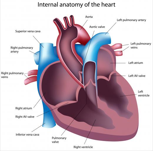 The right atrium is one of four chambers in a person's heart.