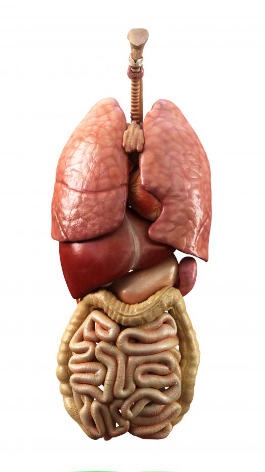 Internal organs, including the spleen, which is located to the left of the stomach.