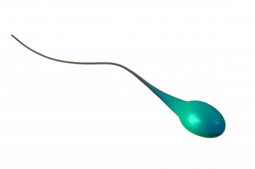 Sperm cells have twenty-three chromosomes.