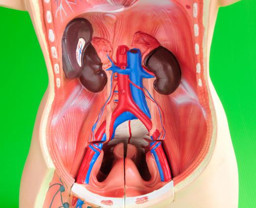 The kidneys and renal veins and arteries.