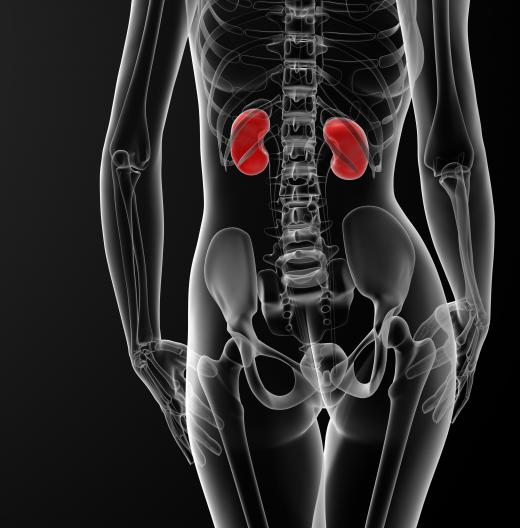 The renal arteries supply blood to the kidneys and excretory organs.