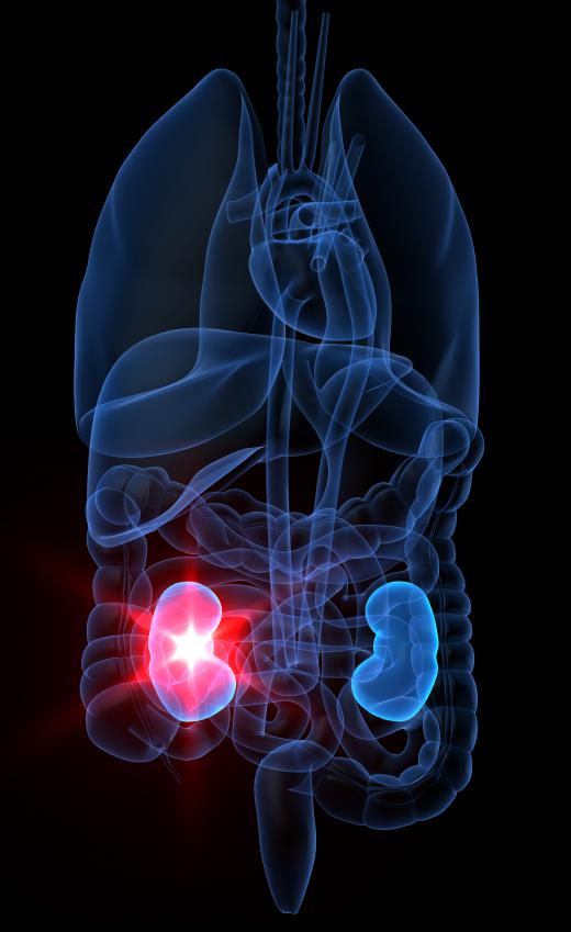 Kidneys play a crucial role in the urinary system and in maintaining electrolyte balance and blood pressure.