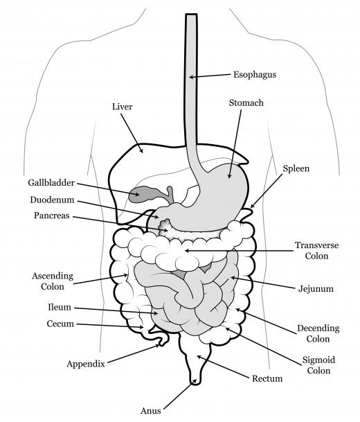 The distal ileum is actually the end portion of the small intestine, before it transitions into the large intestine.