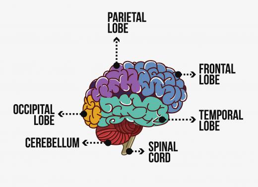 The occipital lobe is the part of the brain that helps turn what the eyes see into meaningful information.