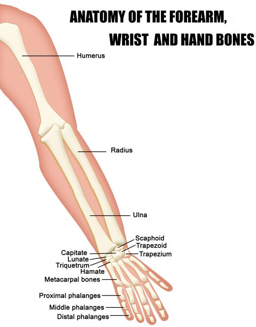 The sharp, curved apex, or highest point of the coronoid process attaches to the coronoid fossa of the humerus.