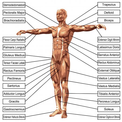 Muscles are made of individual fibers, each covered by a protective layer known as the endomysioum.