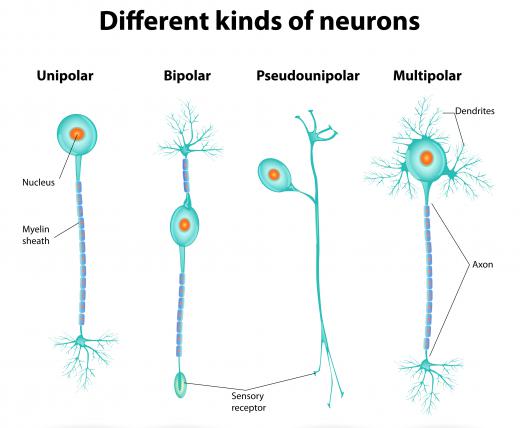 Neurons provide information to the sensory cortex about stimuli that the body receives.