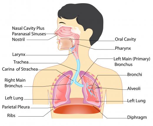 Elastic recoil is the tendency of the lungs to recover as people breathe in and out.