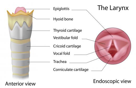 The Adam's apple is composed of cartilage that surrounds the larynx.