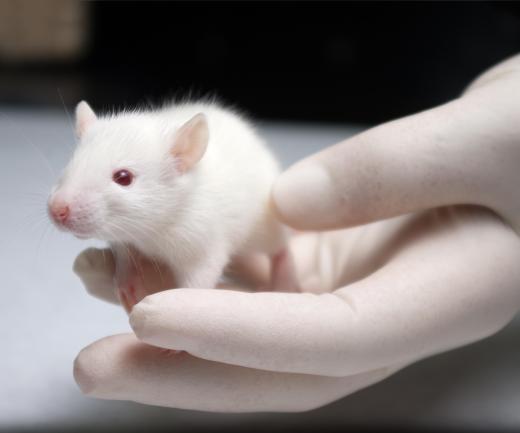 Clinical trials of resveratrol have only been done on rats, not humans.