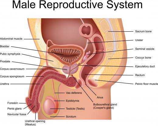 In men, the perineum extends from the anus to right below the testicles.