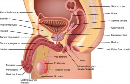 In a man, genitalia typically refers to the penis and testicles, but it can mean internally organs as well.