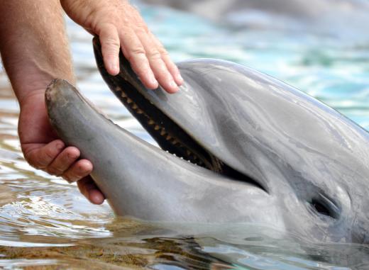 Dolphins have a very large hearing range.