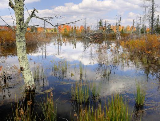 Environmental mycobacteria are found throughout the environment in streams and marshes.