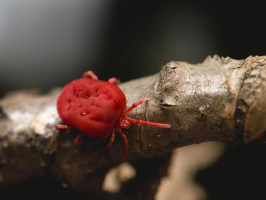 Most common in Asia and Japan, scrub typhus is carried by mites.