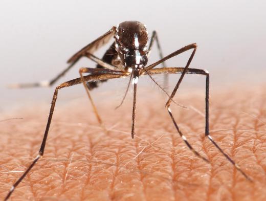 Mosquitoes spread malaria.