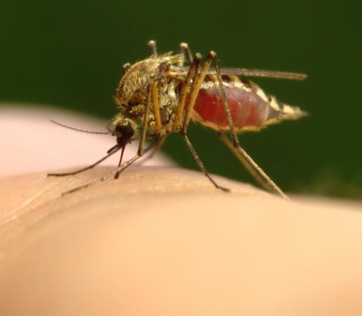 Mosquitos are known to spread several serious diseases through horizontal transmission.