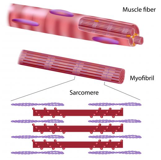 Muscle cells are made up of myofibrils and are composed of essential proteins.