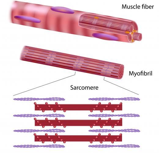 Thousands of fibers combine to make muscle.