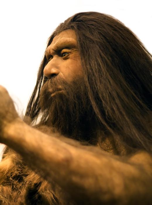 Neanderthals have prominent supraorbital ridges.