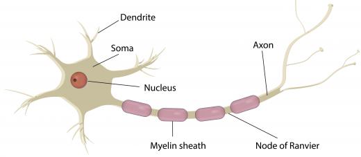 Damage to an extended segment of the nerve cell is called axonopathy.