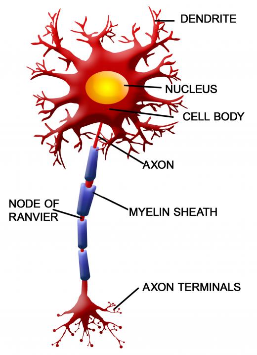 White matter is made of long nerve fibers known as axons.