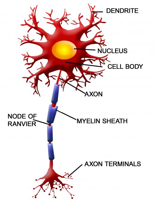 A neuron's axon is covered by a myelin sheath.