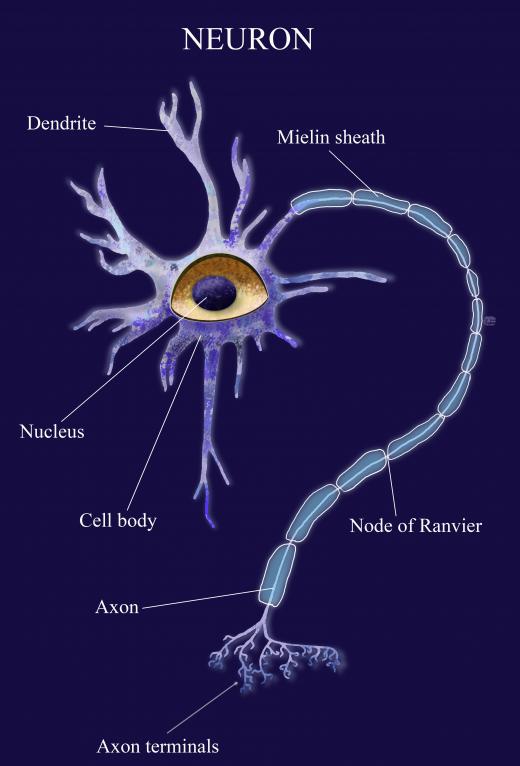 Nerve cells also known as neurons, send electrical signals through the nervous system.