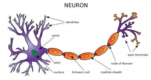 Terminal buttons are structures on the end of a neuron's axon that carry signals to neighboring neurons, glands, or muscles.